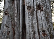 9th Sep 2025 - Wink Vs Side-eye