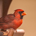 Cardinal, Getting it's Afternoon Snack! by rickster549
