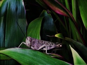 10th Sep 2025 - The Smiling Muncher ~