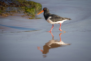 10th Sep 2025 - Pied oyster catcher