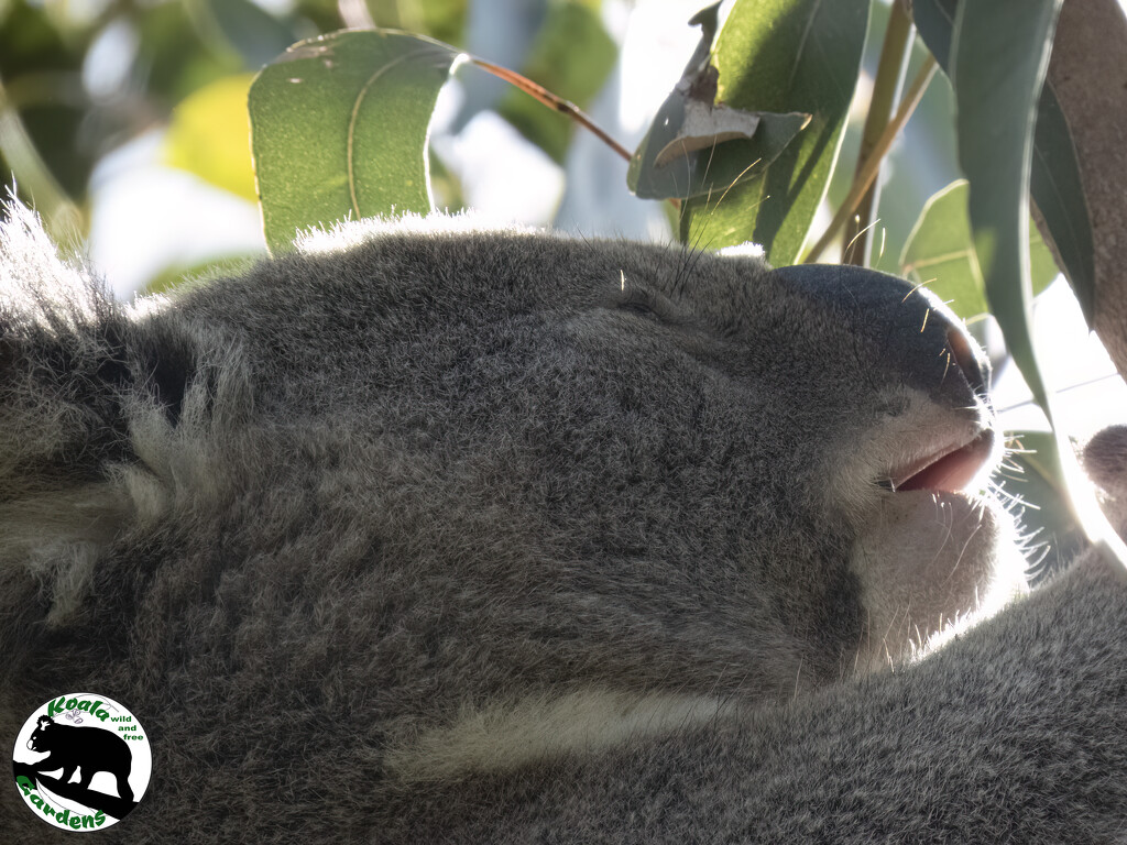 tasty by koalagardens