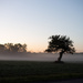 Tree and Mist by darchibald