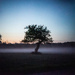 Tree and Mist-Holga Day 19  by darchibald