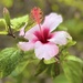 Hibiscus  by cmf