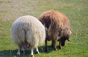 6th Sep 2025 - Wooly Bums