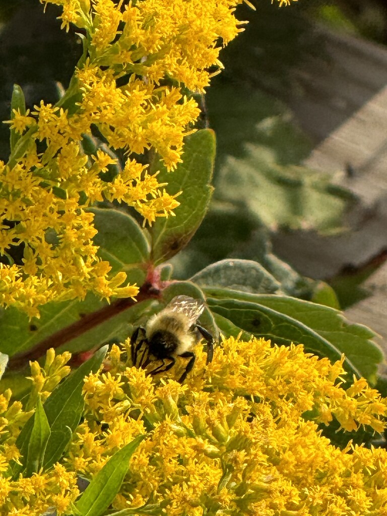 Good morning  by lisab514