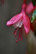 10th Sep 2025 - Fuchsia
