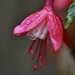 Fuchsia by wakelys