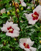 10th Sep 2025 - Rain-drenched