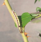 10th Sep 2025 - Caterpillar