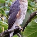 Return of the Sparrow Hawk by carole_sandford