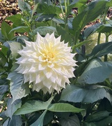 10th Sep 2025 - White Chrysanthemum 