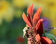 10th Sep 2025 - Colours 