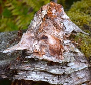 10th Sep 2025 - Interesting Shape & Texture