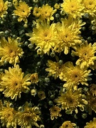 10th Sep 2025 - 10september