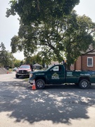 10th Sep 2025 - Tree Guys!