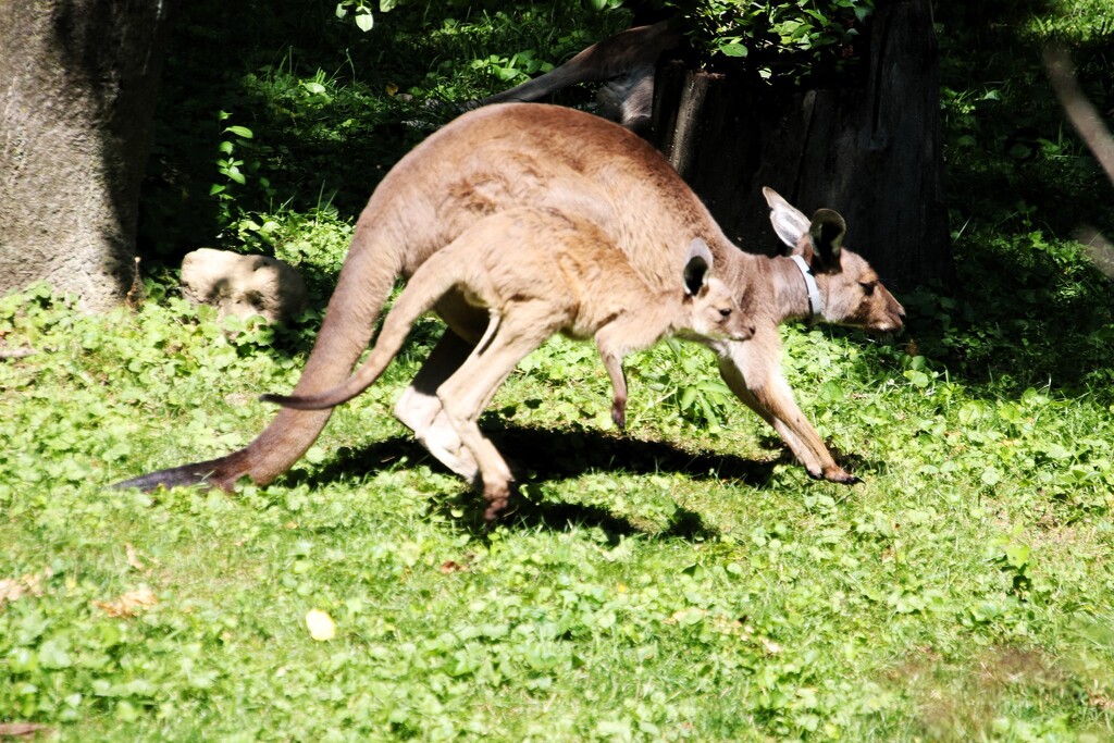 Hoping Along With Mom by randy23