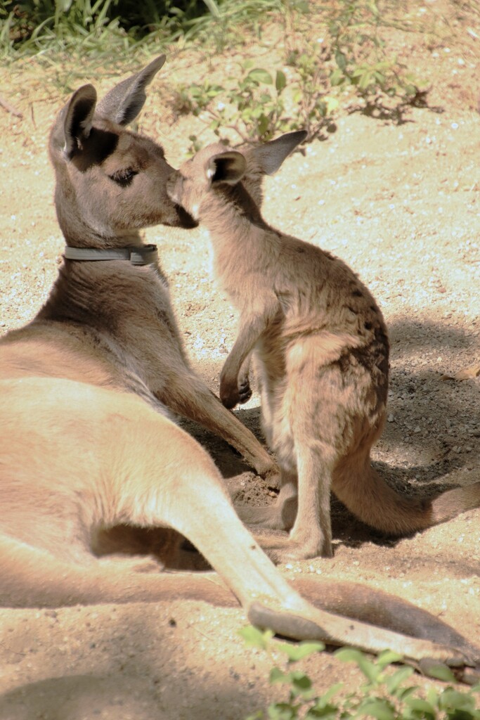 How About A Nose Rub? by randy23