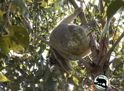 10th Sep 2025 - upside down eating