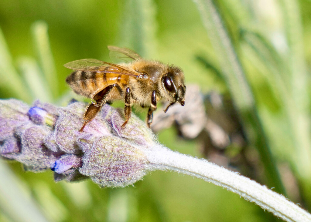 Preparing For Lift Off P9116398 by merrelyn