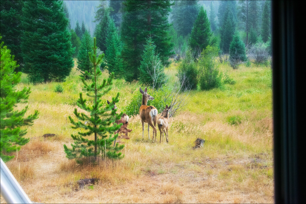 Beautiful presence by 365projectorgchristine