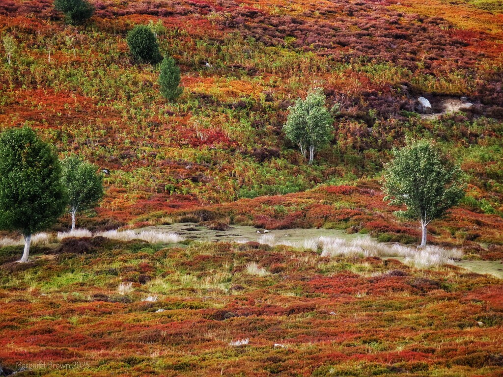 Autumn moors by craftymeg