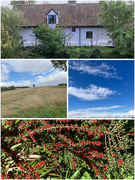 11th Sep 2025 - Today’s Walk