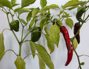 11th Sep 2025 - Chillies and Peppers