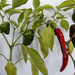 Chillies and Peppers by busylady