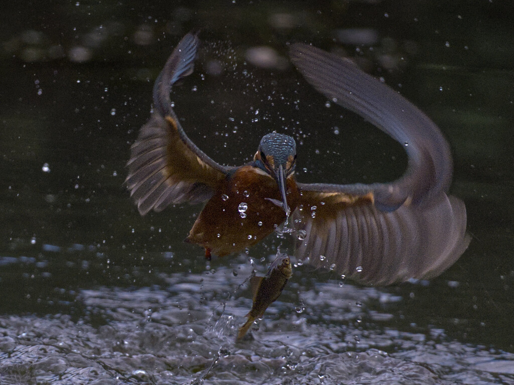 Dropped It! by 30pics4jackiesdiamond