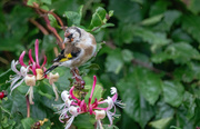 11th Sep 2025 - Goldfinch