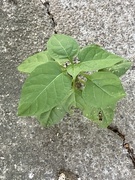 11th Sep 2025 - Sprout!