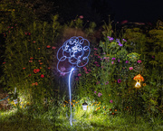 9th Sep 2025 - flower