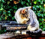 11th Sep 2025 - "I'm sure there was a bird!"