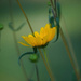 Swamp Sunflower by k9photo