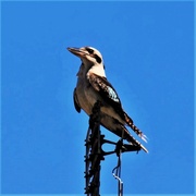 12th Sep 2025 - Kookaburra ~