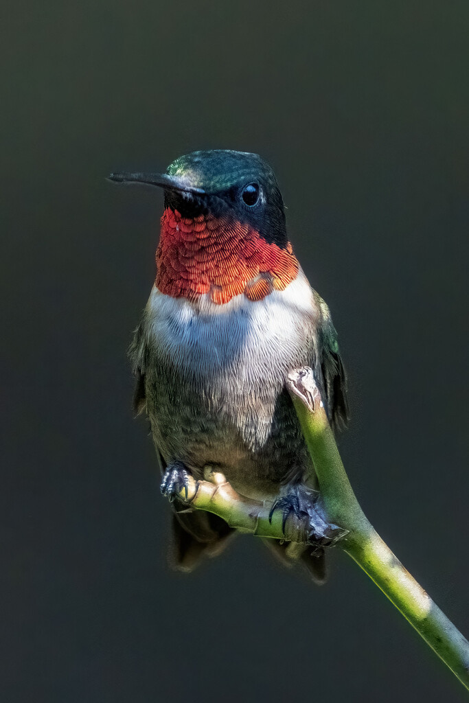 Waiting in the Roses by kvphoto