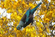 12th Sep 2025 - Downward Tui