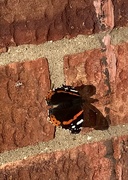 12th Sep 2025 - Red Admiral Butterfly 
