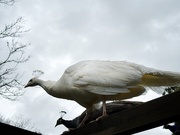 12th Sep 2025 - Charmaine and friend