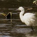 Little Egret.. by bricam