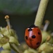 Ladybird by dragey74