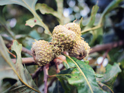 12th Sep 2025 - Burr Oak