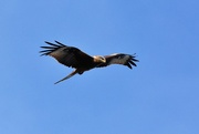 12th Sep 2025 - Red kite