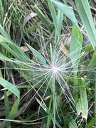 9th Sep 2025 - Wispy