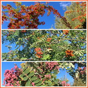 12th Sep 2025 - A Touch of Autumn