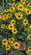 12th Sep 2025 - Black eyed Susan