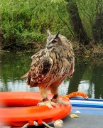 11th Sep 2025 - Ozzie owl