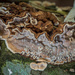 Fungi on a fallen tree by haskar