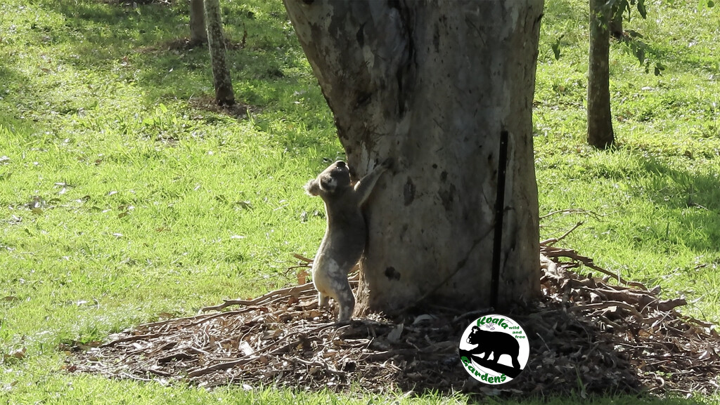territory marking by koalagardens